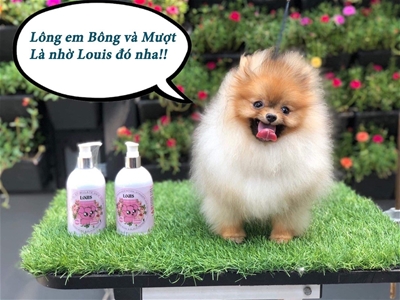 LỰA CHỌN SỮA TẮM PHÙ HỢP CHO THÚ CƯNG CỦA BẠN 