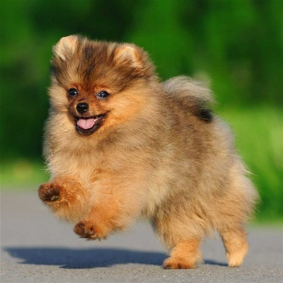 CÁC MẸO BẢO VỆ THÚ CƯNG TRONG MÙA HÈ OI BỨC