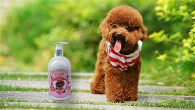 SỮA TẮM CHO CHÓ POODLE NÂU TỐT VÀ AN TOÀN NHẤT!
