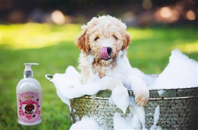 HƯỚNG DẪN SỬ DỤNG SỮA TẮM VÀ DẦU XẢ CHO THÚ CƯNG