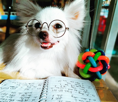 5 ĐIỀU KHÔNG NÊN LÀM KHI CHĂM SÓC THÚ CƯNG 