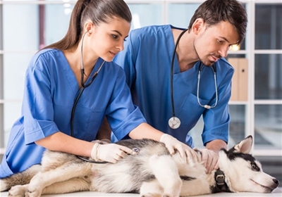 Các bệnh thường gặp ở chó Husky