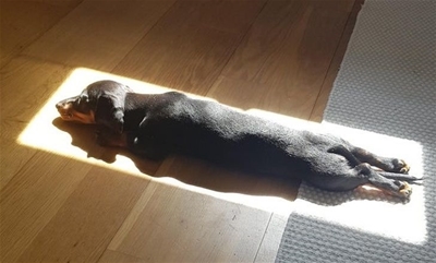 Lí giải sở thích tắm nắng của chó mèo