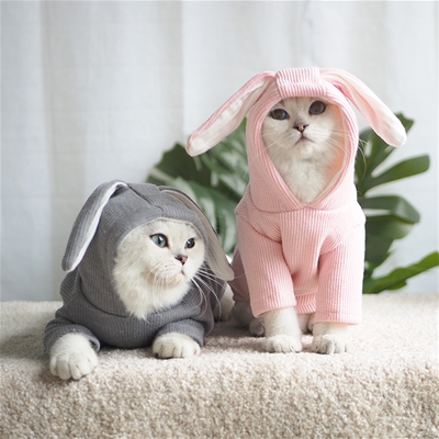 Một vài kiến thức chăm sóc mèo tại nhà