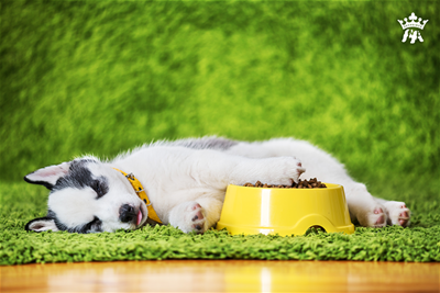 GIẢM RỐI LOẠN TIÊU HÓA CHO THÚ BẰNG NGUYÊN LIỆU TỪ THIÊN NHIÊN !