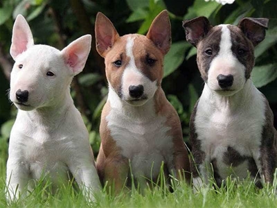Đôi nét về chó sục bò Bull Terrier