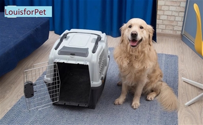 Những điều cần lưu ý khi vận chuyển thú cưng trong nước