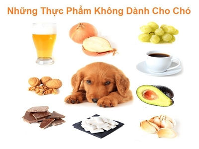THỨC ĂN HẠN CHẾ CHO THÚ CƯNG ĂN MÀ BẠN NÊN BIẾT 