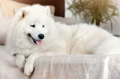 NHỮNG CÁCH TĂNG SỨC ĐỀ KHÁNG TỰ NHIÊN CHO THÚ CƯNG