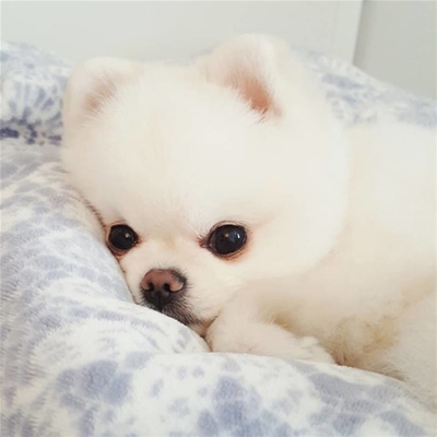 5 bí quyết giúp bạn nuôi cún Poodle khỏe mạnh!