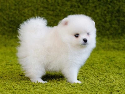 2 loại sữa tắm cho thú cưng được sử dụng nhiều hiện nay!