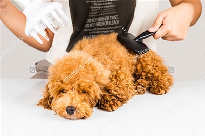 CHẢI LÔNG CHO THÚ CƯNG NHƯ THẾ NÀO CHO ĐÚNG CÁCH??