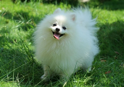 NHỮNG NGUYÊN NHÂN KHIẾN THÚ CƯNG CÓ MÙI HÔI KHÓ CHỊU 