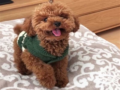 5 LƯU Ý CHO BẠN KHI NUÔI DẠY CHÓ POODLE