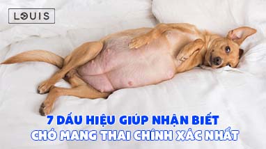 dấu hiệu nhận biết chó mang thai